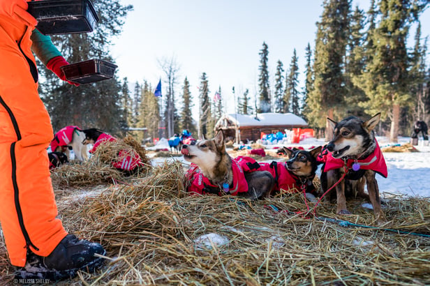 The dog team of musher Meredith Mapes (Bib # 46) licks their chops in anticipation of a freshly prepared dinner at the Rohn Checkpoing on March 10, 2020   MelissaShelby
