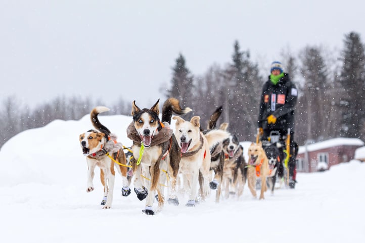 Joar Rohn Iditarod 2019