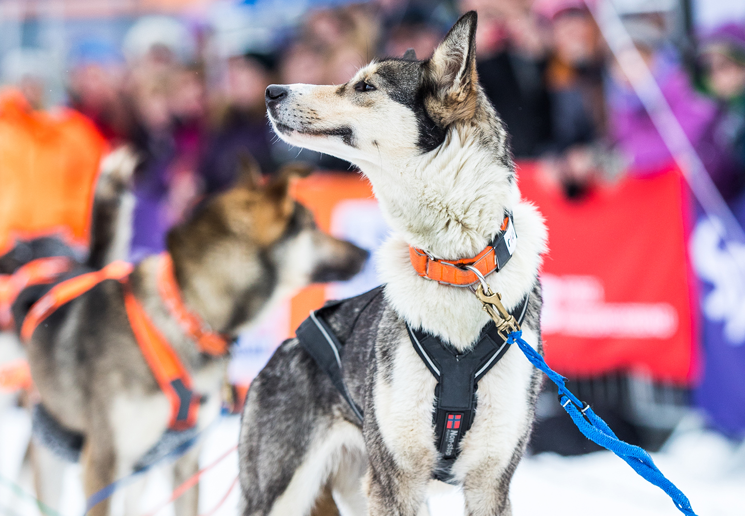 Finnmarksløpet 2019 - Sled Dog Dora